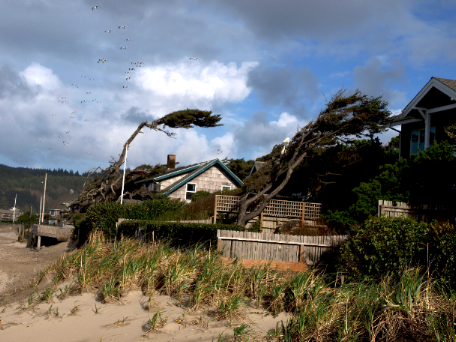 Windblown Cannon Beach