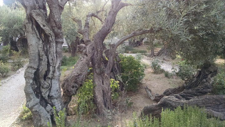 Olive Trees where Jesus was arrested by the Romans