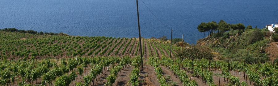 VULCANO ISLAND VINEYARD BY THE SEA